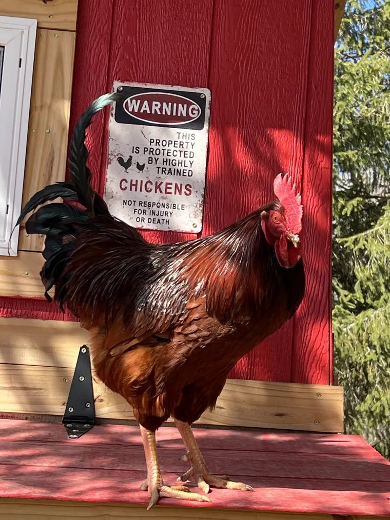 Chickens raised on the Three Meadows farm