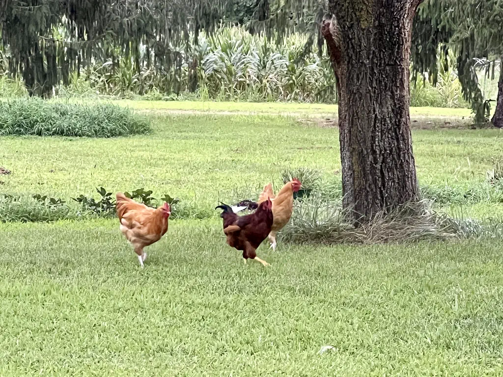 Chickens running across the pasture