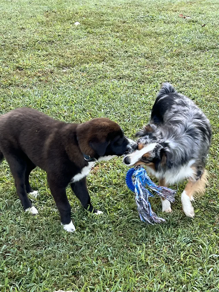 Dogs playing together outside