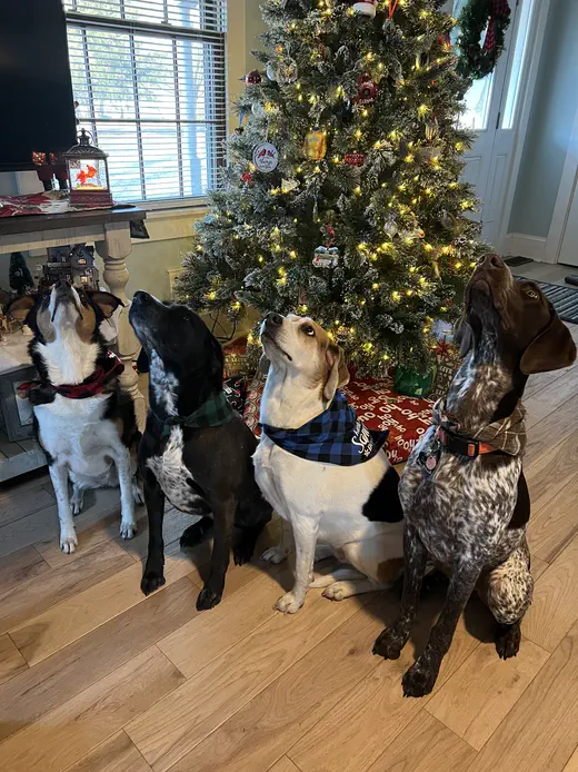 Family dogs together at home