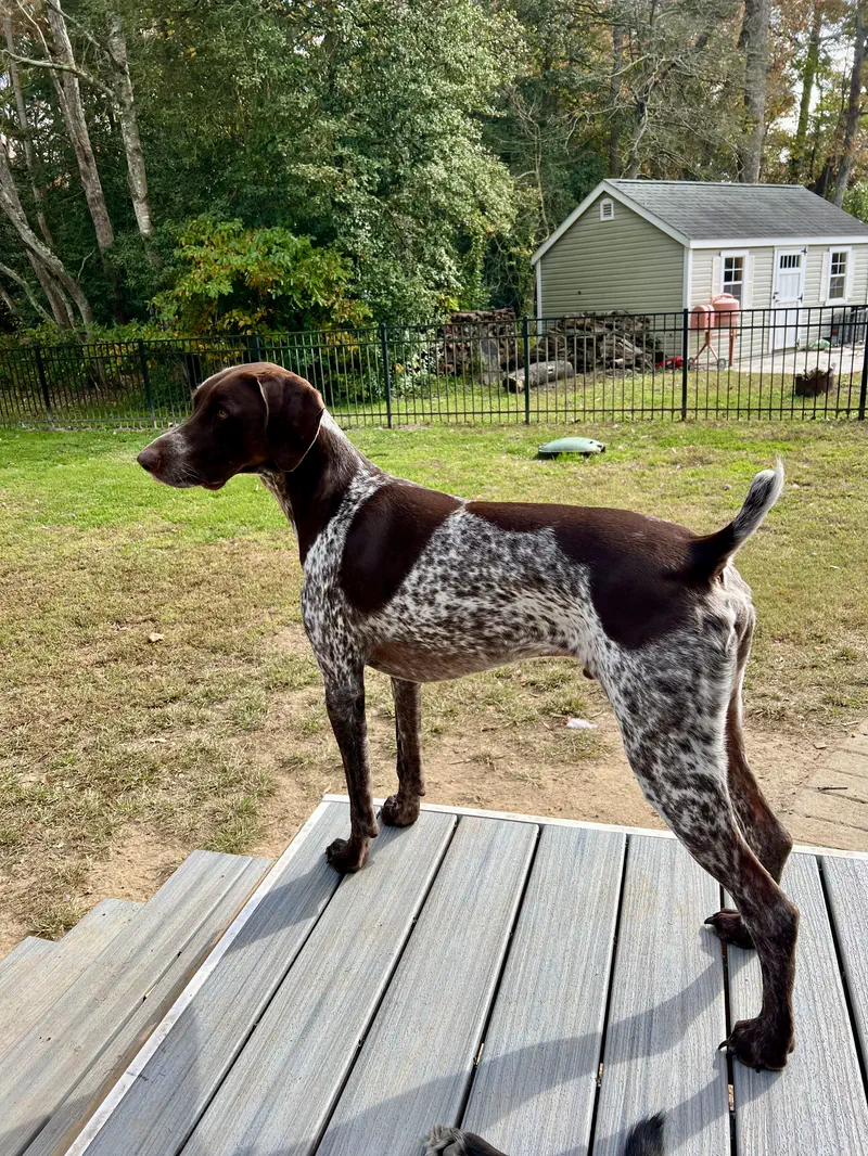 Gunner looking out across the Three Meadows farm