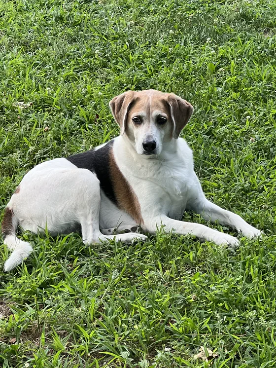 Sammy resting at Three Meadows